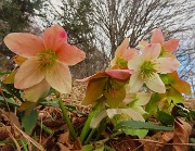 56 Helleborus niger -Ellebori